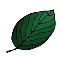 vetor folhas de limão clipart. ilustração de planta desenhada de mão. para impressão, web, design, decoração, logotipo.