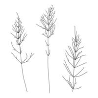 ilustração em vetor de ervas isoladas no fundo branco.