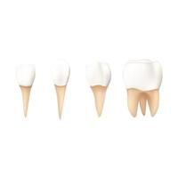 conjunto de dentes na ilustração vetorial de fundo branco vetor