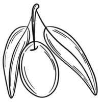 ramo de oliveira simples desenhado à mão para seu projeto vetor