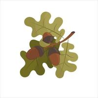 ramo de carvalho com folhas e bolotas. ilustração vetorial isolada no fundo branco. vetor
