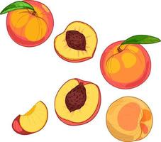 pêssego, frutas inteiras e fatias, ilustração vetorial desenhada à mão vetor