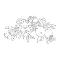 arte de linha isolada de maçã e frutas. arte de linha preta e fundo branco vetor