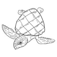 ilustração vetorial de contorno de tartaruga. banner para design de decoração. ilustração de contorno de vida do oceano. vetor
