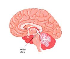 glândula pineal, conarium ou epífise cerebral. vetor