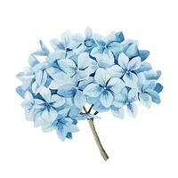 desenho em aquarela. hortênsia azul. isolado na flor de hortênsia azul clipart de fundo branco. estilo vintage de desenho realista vetor