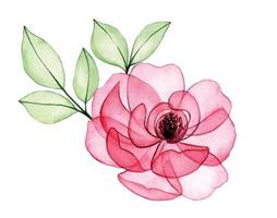 desenho em aquarela. buquê, composição de flores transparentes e folhas de rosas. raio-x rosa vetor
