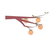 galho de árvore com laranjas vetor