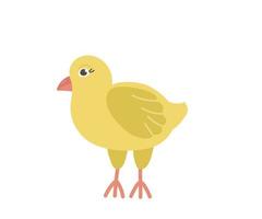 galinha amarela bonita com um bico de desenho animado. personagem de vetor de um pássaro de uma fazenda isolada em um fundo branco.