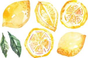 limões de frutas frescas desenho com frutas watercolor.citrus contêm vitamina c. limão azedo amarelo. vetor