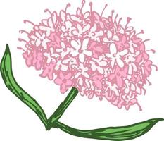 valeriana desenhada à mão com folhas e flores. valeriana officinalis. ervas medicinais. planta florestal. ilustração vetorial gravada vetor