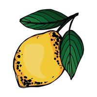 vector clipart de limão. ícone cítrico desenhado de mão. ilustração de frutas. para impressão, web, design, decoração