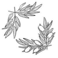 conjunto de coroa de oliveiras desenhadas à mão, moldura vetor