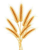ilustração vetorial de trigo. vetor