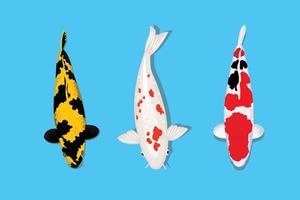 conjunto de peixes koi com três tipos diferentes. ilustração vetorial plana