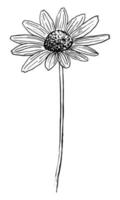 desenho vetorial de um rudbeckia florido preto em um fundo branco vetor