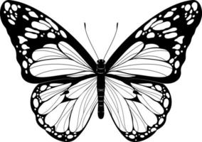 linda borboleta borboleta preta e branca ilustração vetorial borboleta desenhada de mão realista vetor