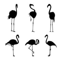 conjunto de silhuetas negras de flamingo isolado na ilustração vetorial branca vetor