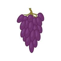 ilustração de uvas roxas. em um fundo branco, uvas roxas são isoladas. vetor