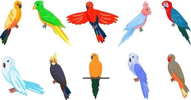 conjunto de papagaios coloridos. estilo de desenho animado. isolado sobre fundo branco. ilustração vetorial vetor