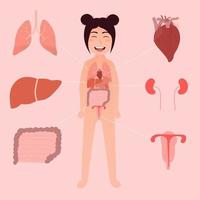 diagrama infográfico de órgãos internos de menina para educação científica na escola, anatomia do corpo humano - pulmões, fígado, rins, coração, estômago, intensivo, útero vetor