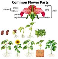 diagrama de partes comuns da flor vetor