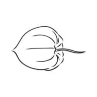 desenho vetorial physalis vetor