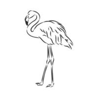 desenho vetorial de flamingo vetor