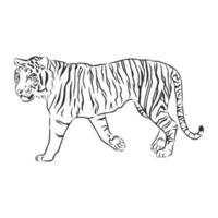 desenho vetorial de tigre vetor