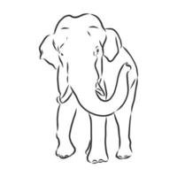 desenho vetorial de elefante vetor