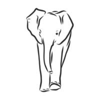 desenho vetorial de elefante vetor