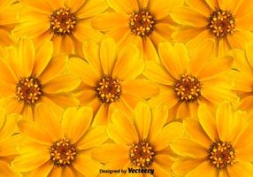 Fundo amarelo das flores amarelas vetor