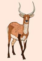 lechwe vermelho, ilustração gravada de veado, animal selvagem africano vetor