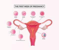 a primeira semana de gravidez, fases do desenvolvimento embrionário humano desde a ovulação até a implantação. vetor