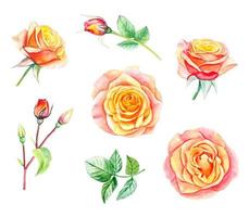 coleção de rosas amarelas e folhas. ilustração em aquarela desenhada à mão vetor