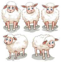cinco ovelhas brancas vetor