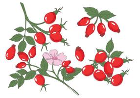 Vetor de Rosehip