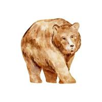 aquarela de urso marrom. urso de vida selvagem isolado no fundo branco. ilustração de aquarela animal urso da floresta vetor