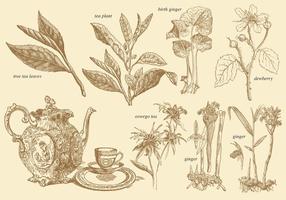 Plantas de chá de estilo antigo vetor