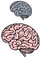 cérebro humano isolado vetor