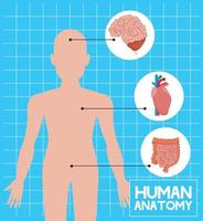 órgãos e corpo humano vetor