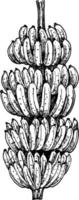 bananeiras e frutas tropicais. esboçar coleção desenhada à mão vetor