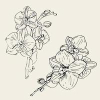 flor de vetor de orquídea. ilustração de tinta isolada.