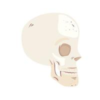 perfil de cabeça de esqueleto vetor