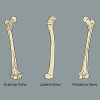 anatomia óssea da coxa médica vetor