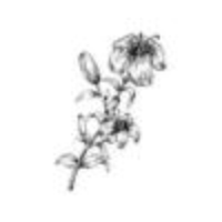 flor de lírio desenhada mão realista vetor