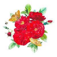 lindo buquê com rosas vermelhas de jardim, cartão em aquarela isolado vetor