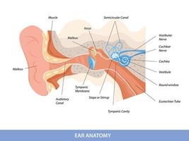 diagrama anatômico da estrutura da orelha humana vetor