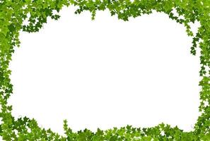 quadro de lianas de hera com bordas de vetor de folhas verdes