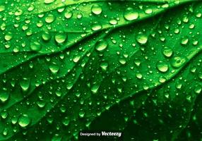 Textura de folha verde realista com gotas de água - Vector